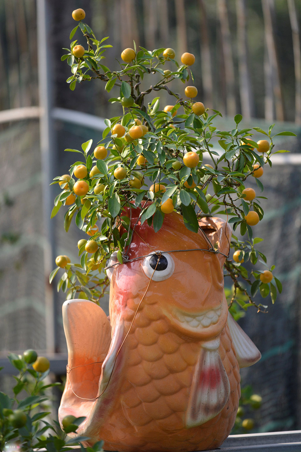 Quất ngự lưng chó đốm phục vụ Tết Nguyên đán